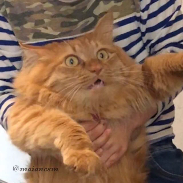 苦手な甥っ子に捕まってしまったｗｗｗ猫の顔が凄いｗｗｗｗｗ