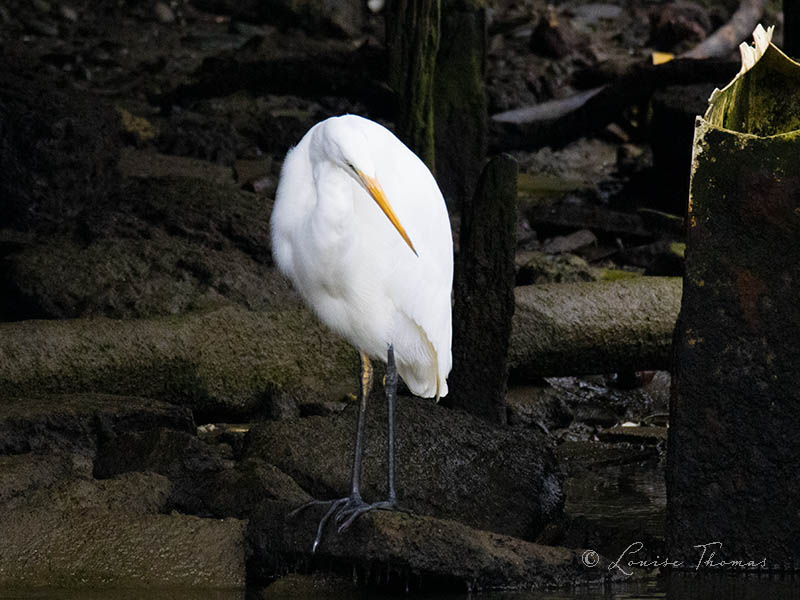 Louthesciwriter's tweet image. BREAKING NEWS: White #heron, aka kōtuku, at the Hutt Estuary, #Petone. Photos taken Monday 27 April. Never seen one here before. NZBirdsonline tells me there are only some 150-200 birds in the country. Special day.

#nzbirds #birdwatching @HuttCityCouncil @huttnews @TheHutt