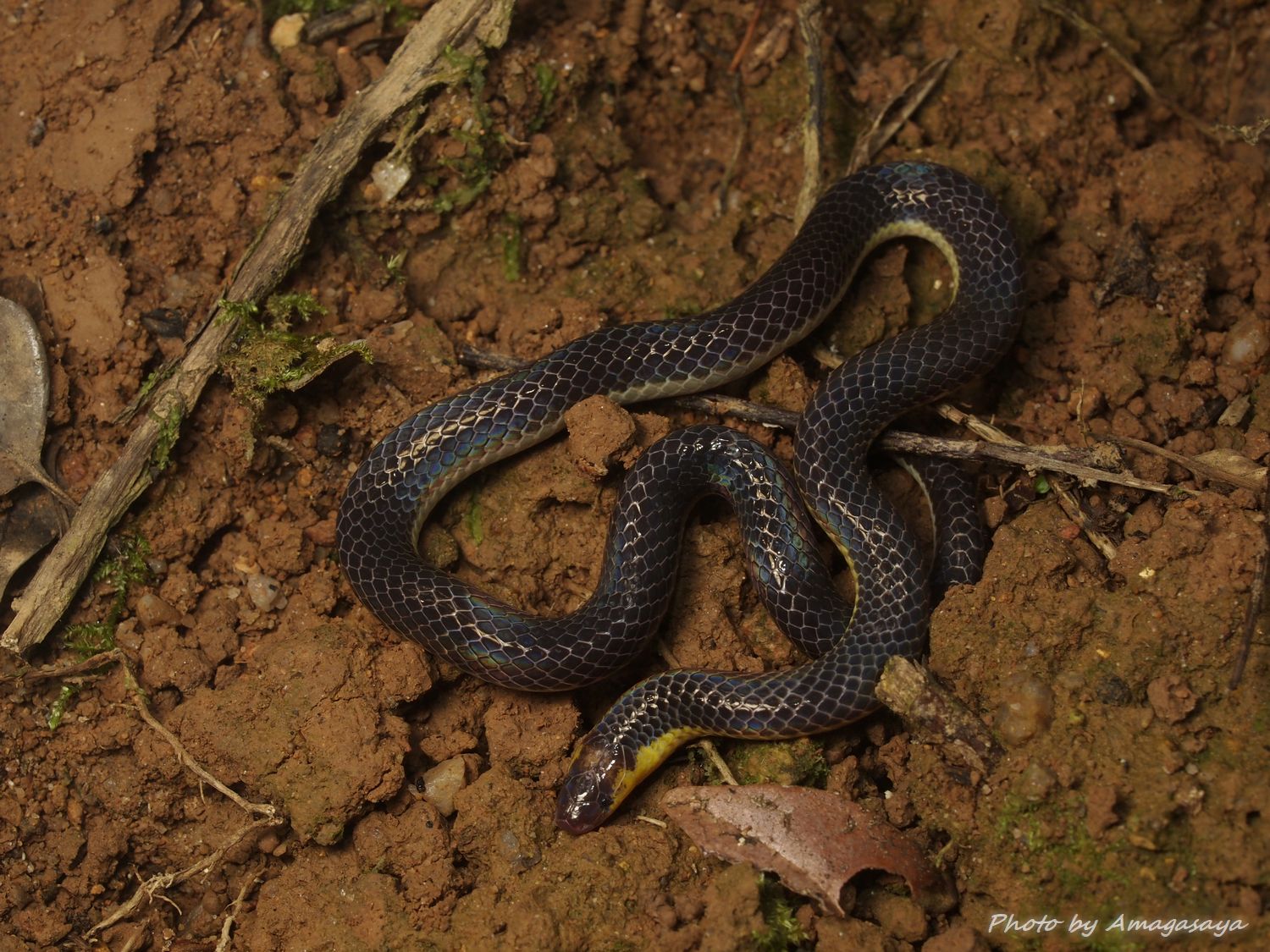 雨傘屋 10 カワリヒメヘビcalamaria Lumbricoidea 多分コレ ヒメヘビは混沌 いや きちんと鱗相調べてキーに落とし込めば分かるんだろうけど なんというか一円玉落としたとき 拾う労力が1円以上かかるような そういった印象の蛇です すぐ乾く