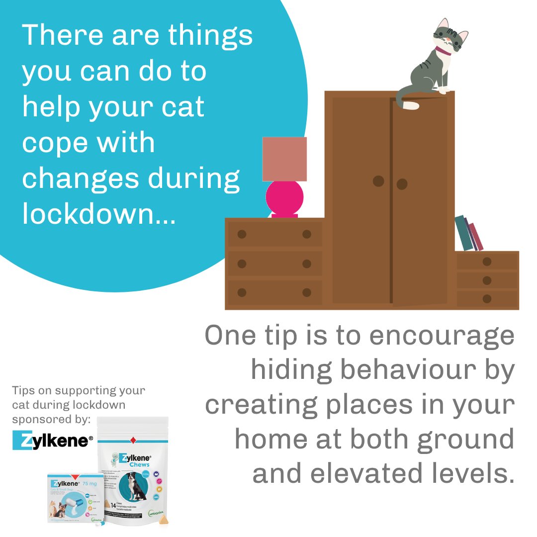 For more information, check out our guide for supporting cats and managing their behaviour during #Covid19: 
zylkenepet.co.uk/supporting-cat…