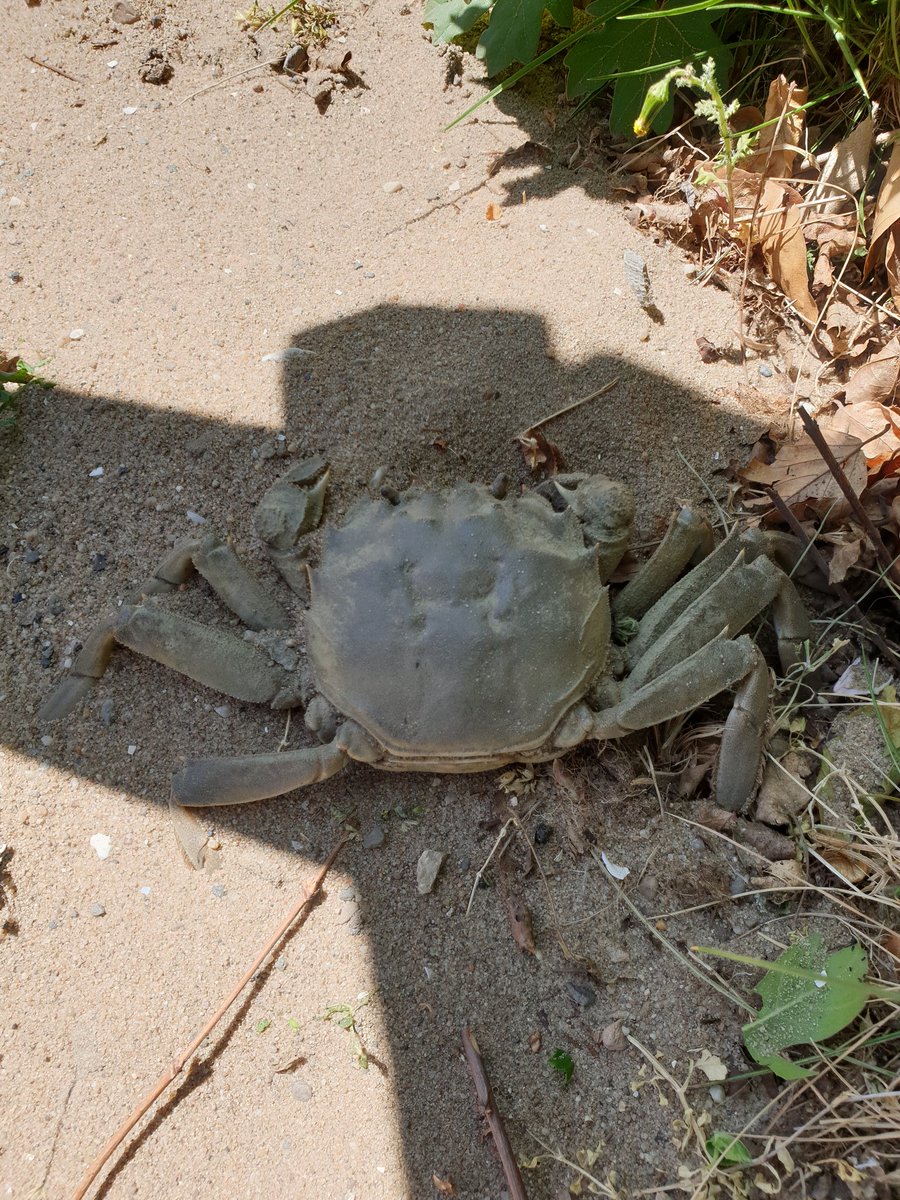 V1nceB's tweet photo. @freekvonk Hi Freek, wij hebben gisteren in onze speeltuin een levende krab gevonden, vonden we wel vreemd omdat het best een stukje van het water af was. 
Is dit dan misschien een zoetwater krab? Groetjes Lynn Boer (6 jaar) https://t.co/oJb14Je5pm