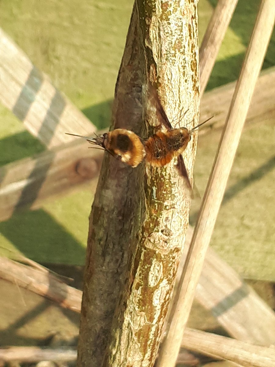 Clemmy79's tweet photo. Bee-fly April-May...amazing pollinators! https://t.co/qGascYiI9B