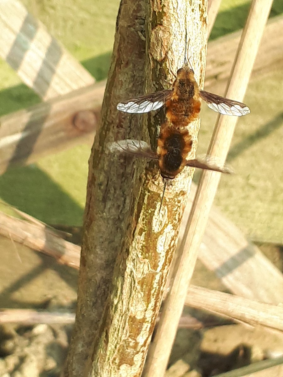 Bee-fly April-May...amazing pollinators!