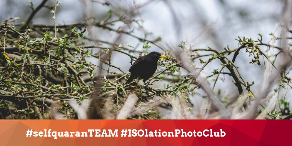 selfquaranTEAM's tweet photo. Worried you've forgotten how to interact with humans? Learn some magic tricks to break the ice with @BGT star @kevinquantum at 12pm! 🎩🐇

Find more #LEARN events here:
https://t.co/1ekO28rNUs

📸 @Mat_S_Johns. Tag your photos #ISOlationPhotoClub for a chance to be featured. https://t.co/B4ZSJZ3qbF