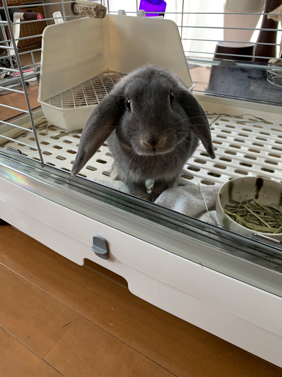 gsf400v's tweet photo. なんかカメラを見せると
こっちを見る空くんでした☺️
#rabbit
#空くん
#ロップイヤー https://t.co/uswFS15uUg