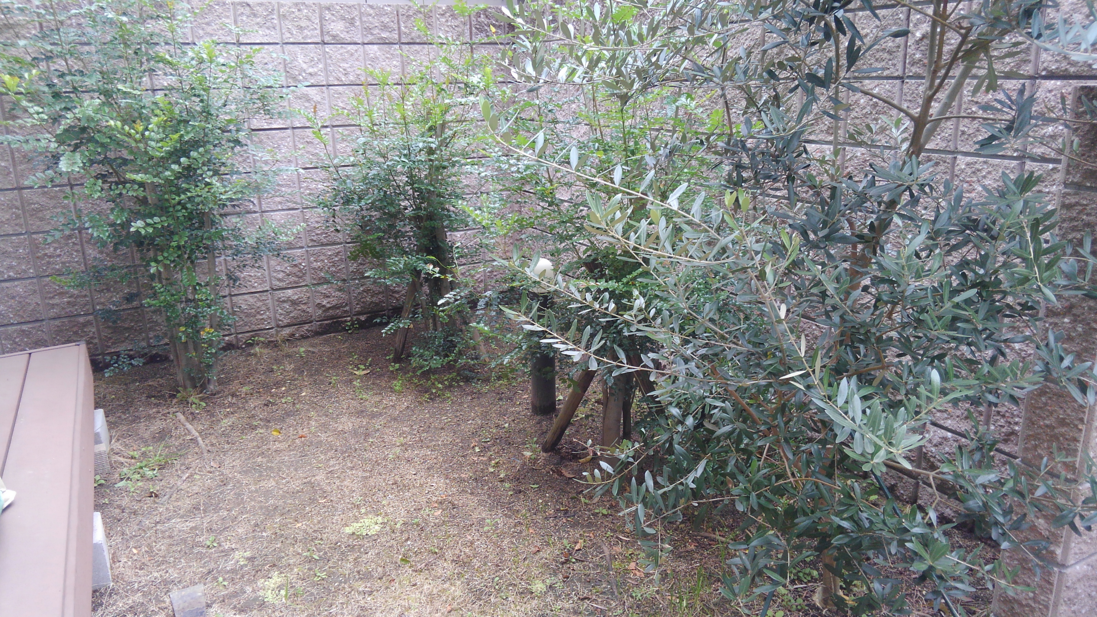 Oh 庭ya おにわや 地植えのシマトネリコ Amp オリーブを鉢植えに 大阪支店の石井です 想像以上に伸びてしまい 土が固く根が横に伸びてしまい住宅に悪さをしないか不安で とご相談いただきました T Co 791xs3z96a オリーブ シマトネリコ