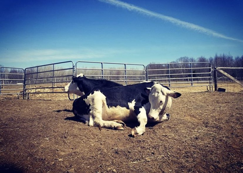 Penny Lane Farm Sanctuary tweet media