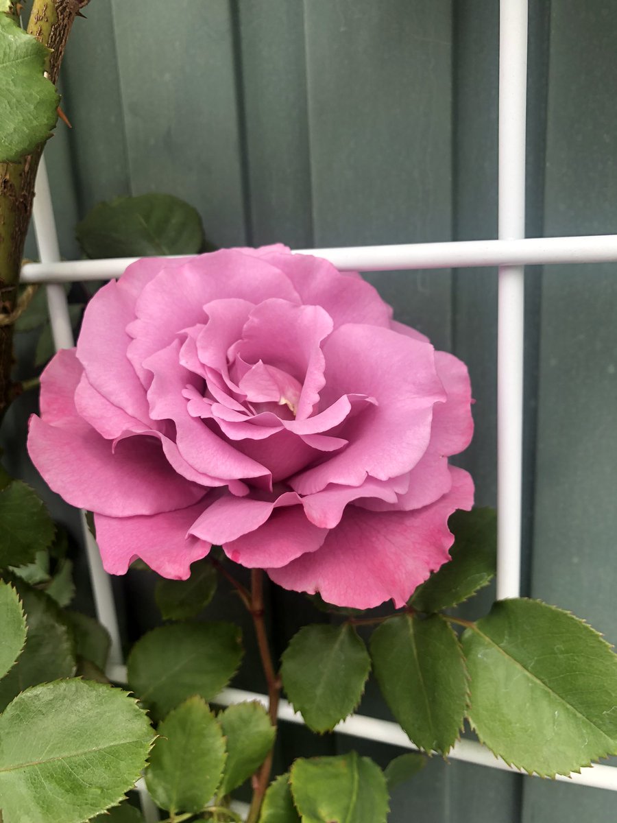 いとこ Auf Twitter つるエンジェルフェイスの二番花が咲いた