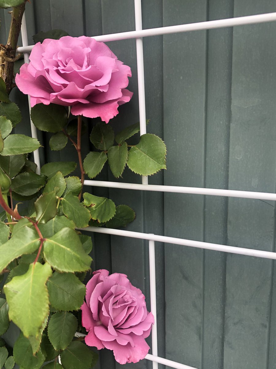 いとこ Auf Twitter つるエンジェルフェイスの二番花が咲いた