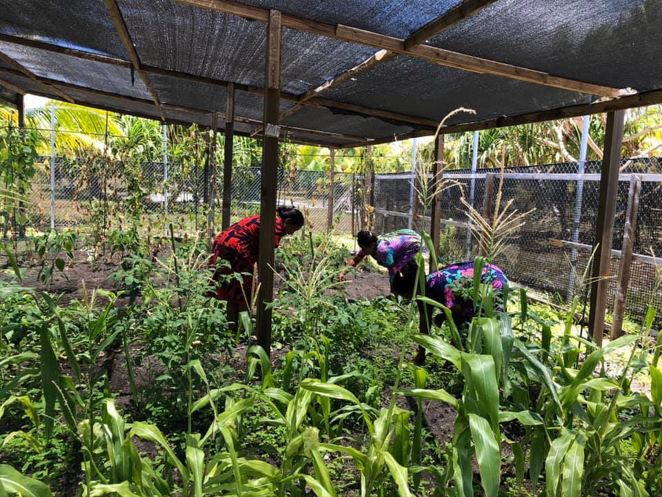 zhiyadkahn's tweet photo. The EU SPC North Pacific Readiness for El Niño #RENI project has established community nurseries &amp; women's home gardens in Ailuk Atoll, RMI. Extensive training &amp; capacity building in atoll agriculture, cooking, health &amp; wellness is underway-prep for drought and current pandemic https://t.co/JQKEvZ5SvV
