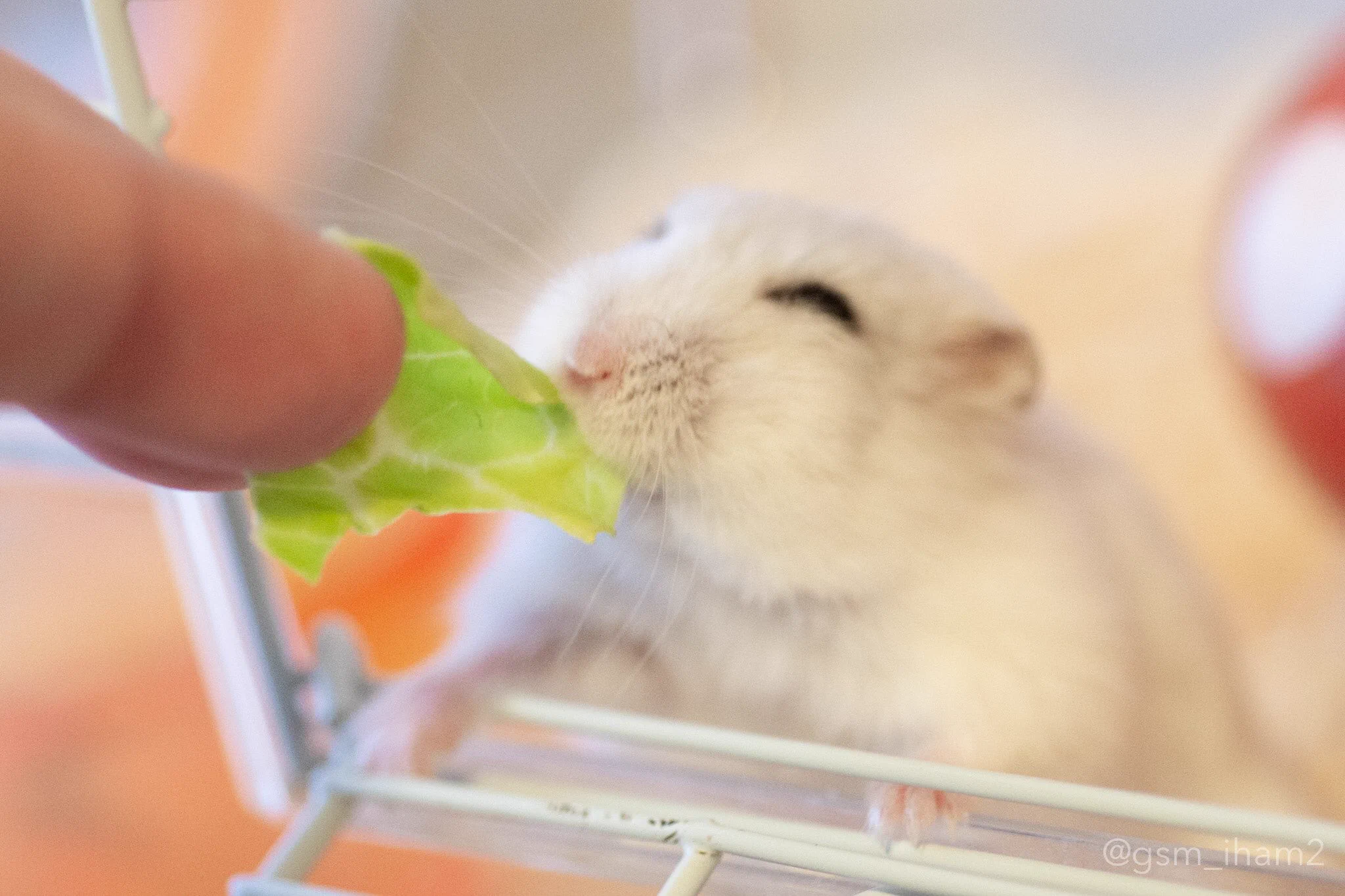 ずっと見てられる！差し出されたキャベツに凄く嬉しそうな表情を浮かべちゃうハムスター！