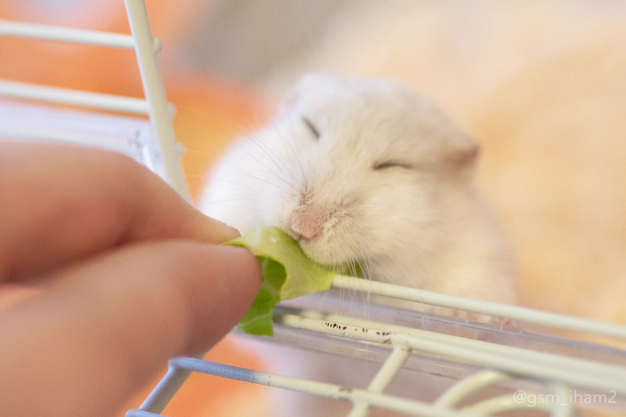 ずっと見てられる！差し出されたキャベツに凄く嬉しそうな表情を浮かべちゃうハムスター！