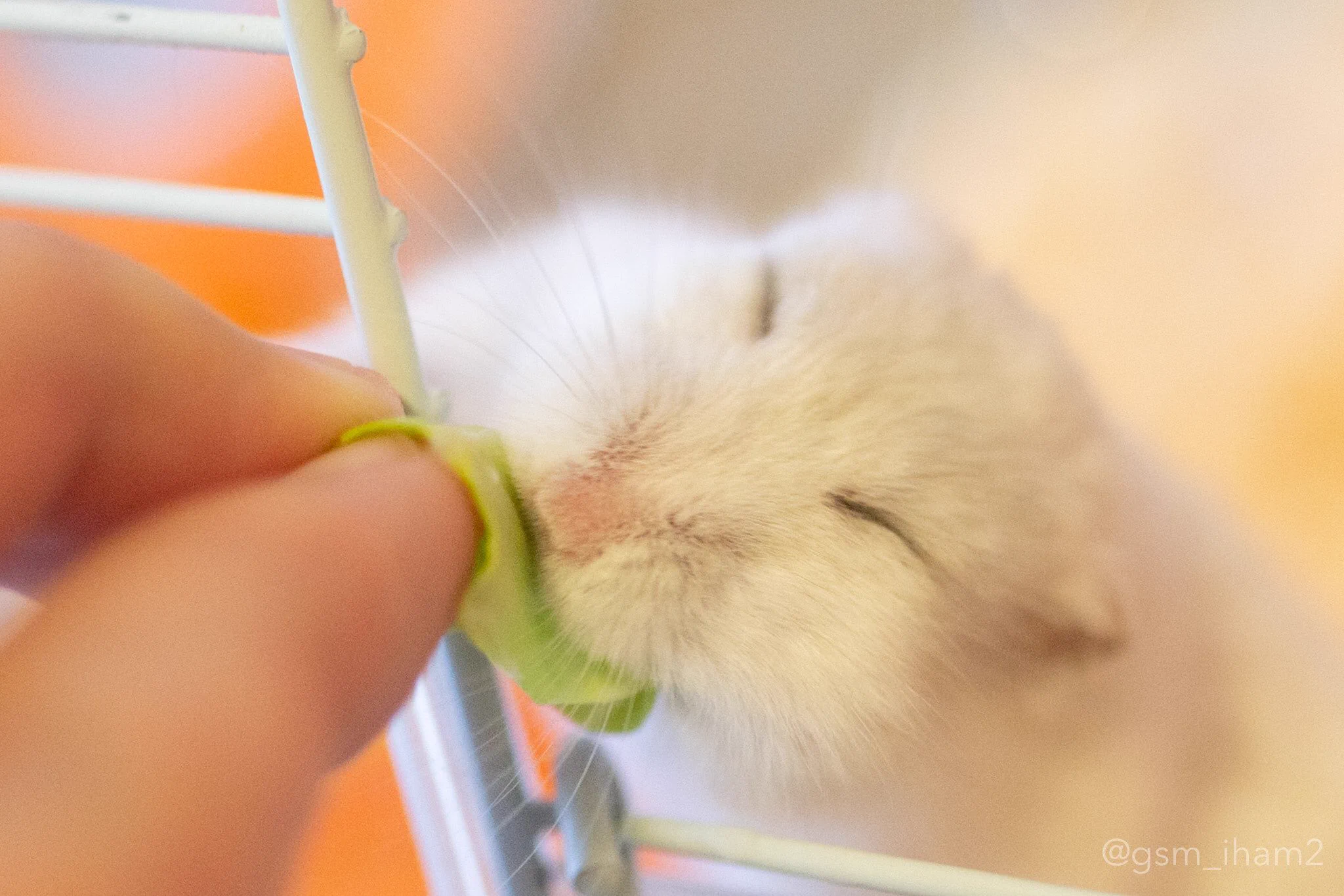 ずっと見てられる！差し出されたキャベツに凄く嬉しそうな表情を浮かべちゃうハムスター！