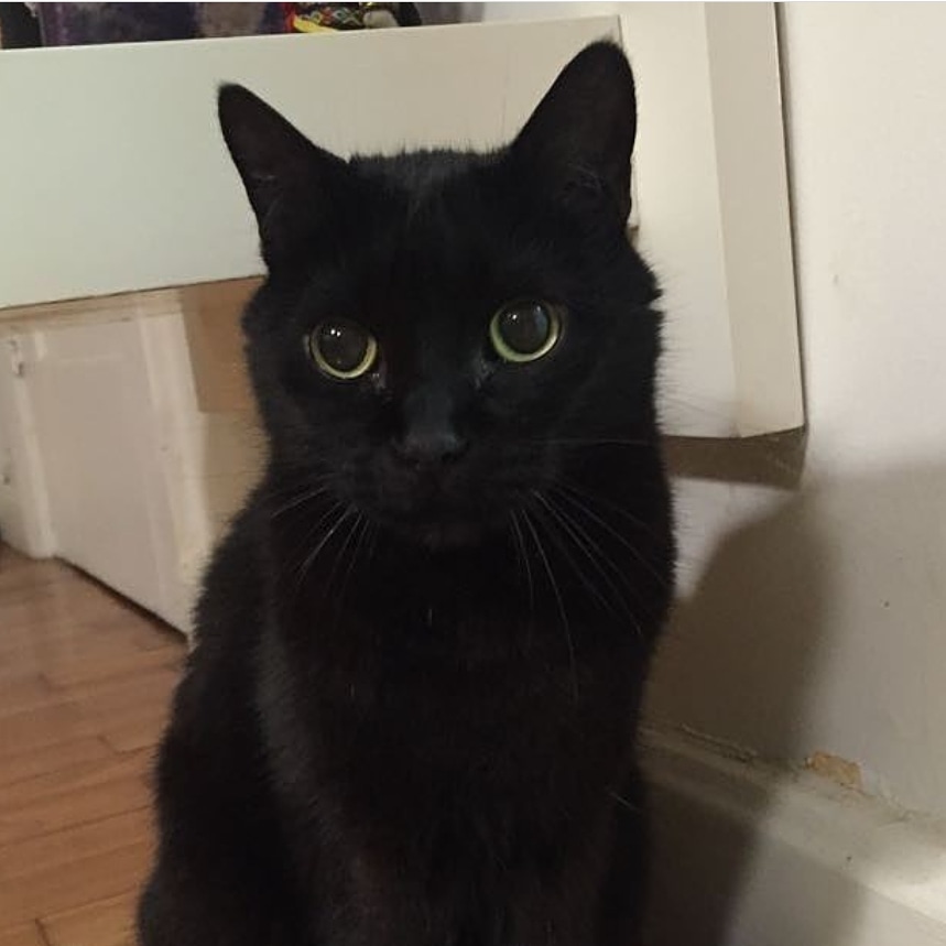 MarceloLins68's tweet photo. Quem convive com animais sabe que tem bicho melhor do que muita gente. Pois hoje um desses se foi . Preto, o gato, deu muita alegria e carinho à minha família em 15 anos, mas não aguentou o momento. Compreensível.
Obrigado por tudo, Preto. https://t.co/Fg9FaYRU09