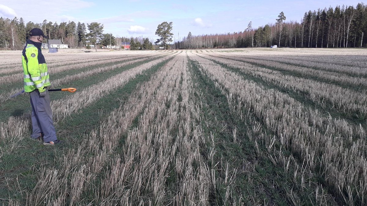 EllaAnu's tweet image. Timothy-soft leaved Tall fescue 6-0 in cold Finnish Spring,1st years grass. The red section is tall fescue&amp;amp;PRG growth, very "sleepy" while Timothy was already growing with full speed in +4'C. Nice to see the fields later also. #monitorfarm #discussiongroups @ProAgria