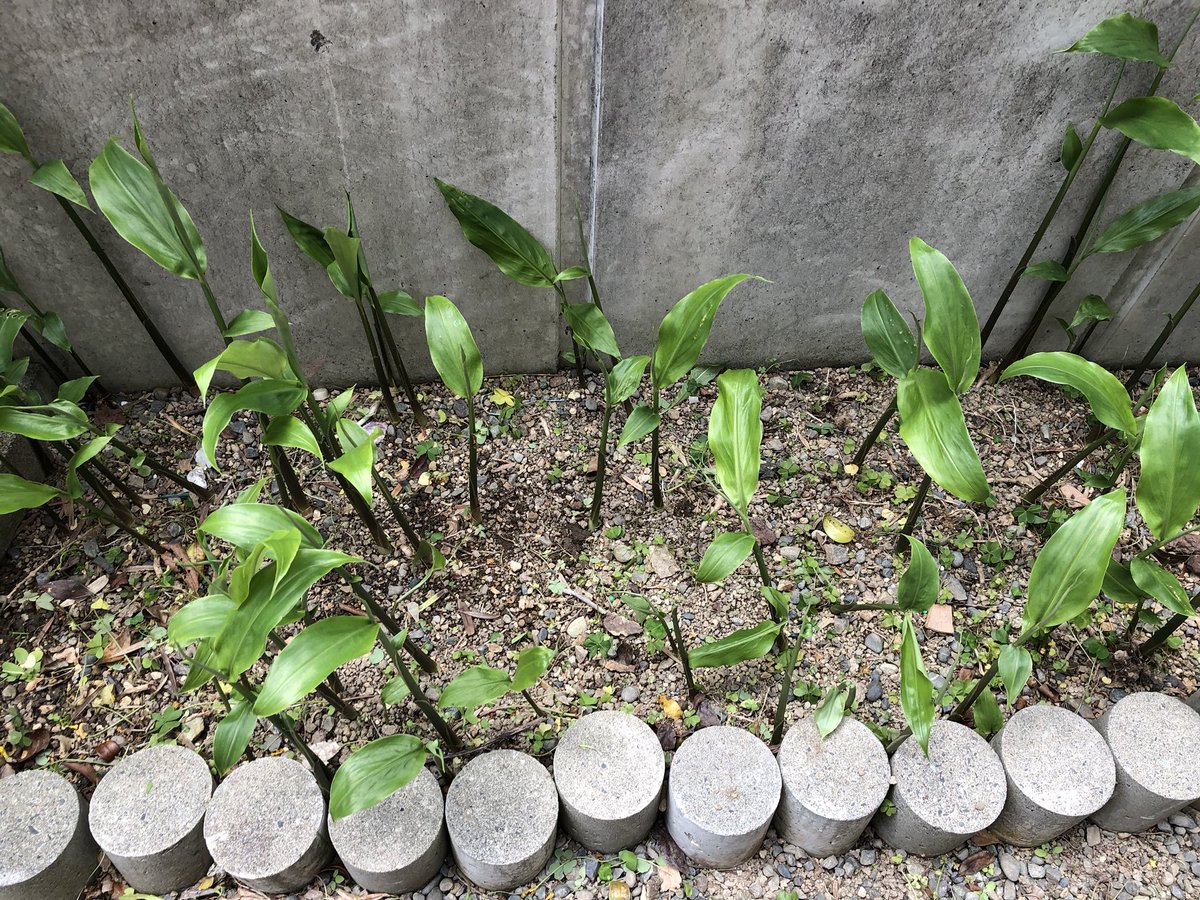 Bosejb 今日は庭の草取りを行ないました 腰が痛くなってしまった 写真のミョウガ畑にもたくさんの雑草が生えてましたがスッキリしました 今年もここで収穫するミョウガを薬味に早くそうめんを食べたい ミョウガ