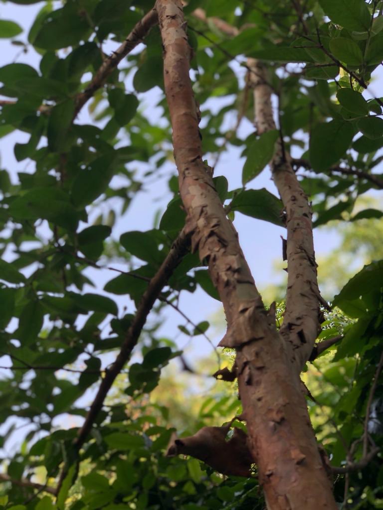 Bark of the slender trunk of the young guava tree in our front-yard now peels. The growing plant has gently smelling white flowers.  #MyGardenMyLife It’s Day 34 of  #lockdown. 