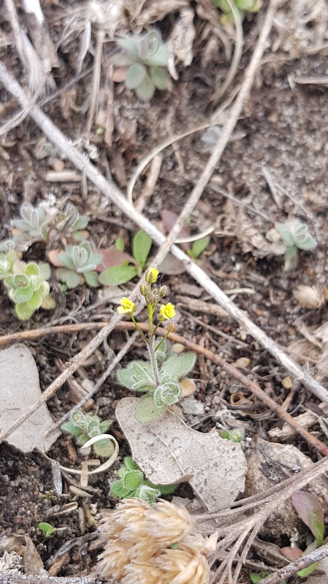 Rebekah_Neufeld's tweet photo. The Prairie crocuses were definitely stealing the show, but they weren't the only wildflowers blooming in some sandy mixed-grass praire near Brandon, Mb today! https://t.co/YOcklDx5Is