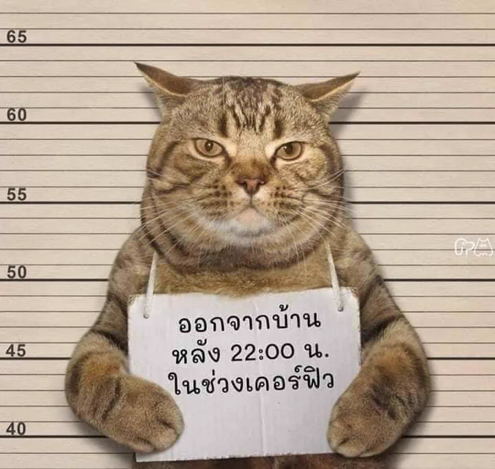 タイで夜間外出禁止令を破った結果？ネコが逮捕されたwww