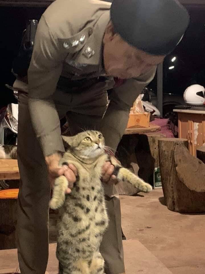 タイで夜間外出禁止令を破った結果 ネコが逮捕された 話題の画像プラス