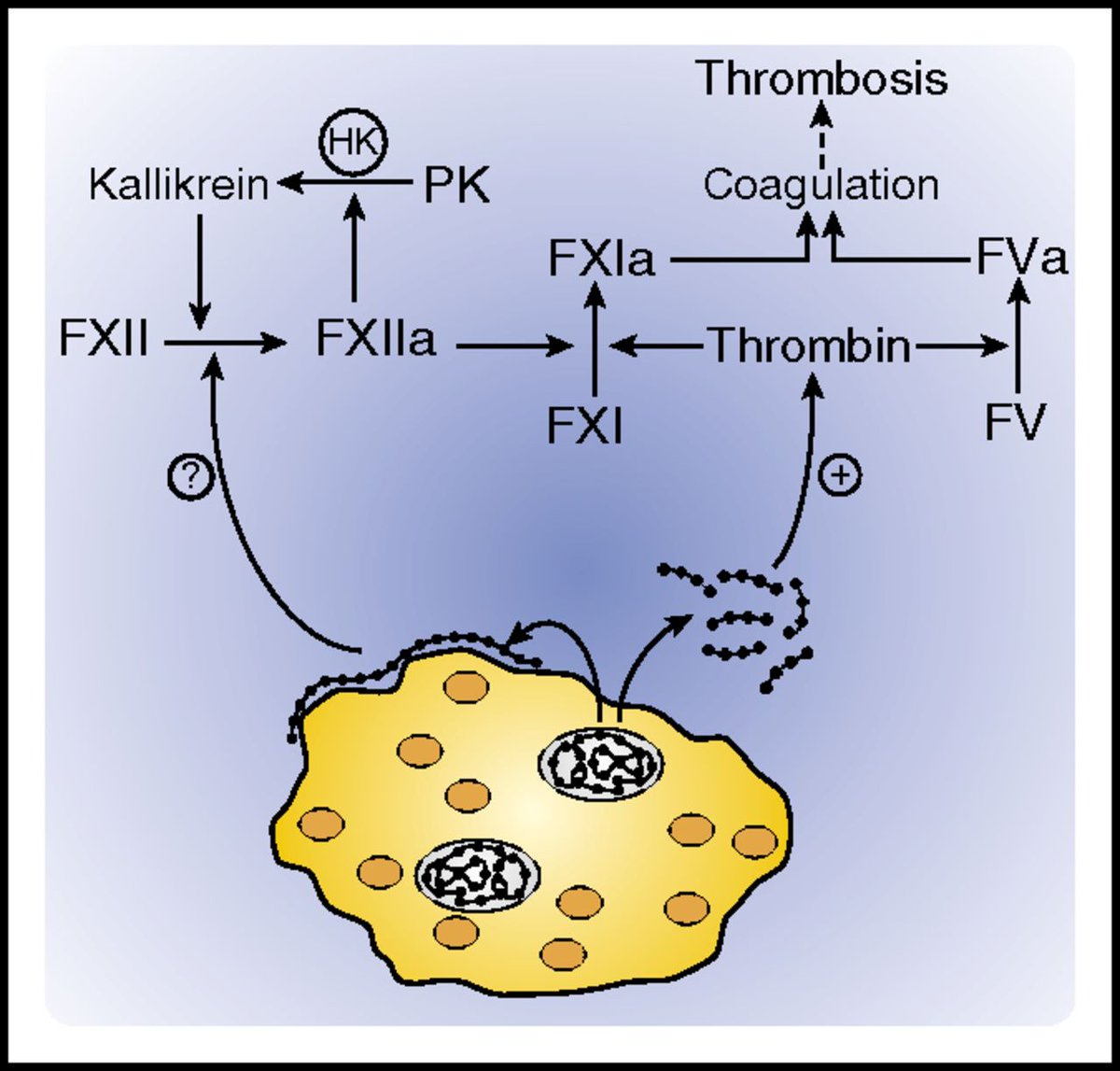 NETosis is tightly regulated by platelets.Platelets can also release dense granules containing inorganic polyphosphate (“polyPs”), varying-length chains of negatively charged phosphate units.PolyPs are potently procoagulant and initiate coagulation by binding FXII & thrombin.