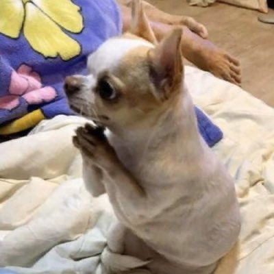 𝙗𝙖𝙘𝙤𝙣 tweet media