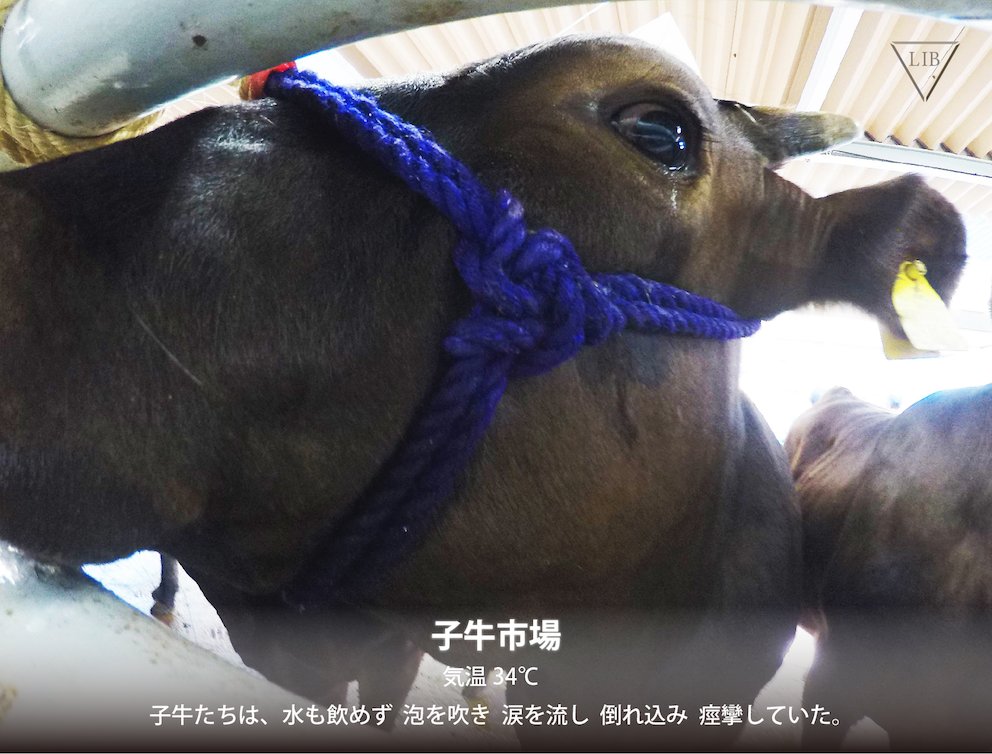 動物愛誤団体がいただきますは野蛮な言葉と発言してしまう Togetter