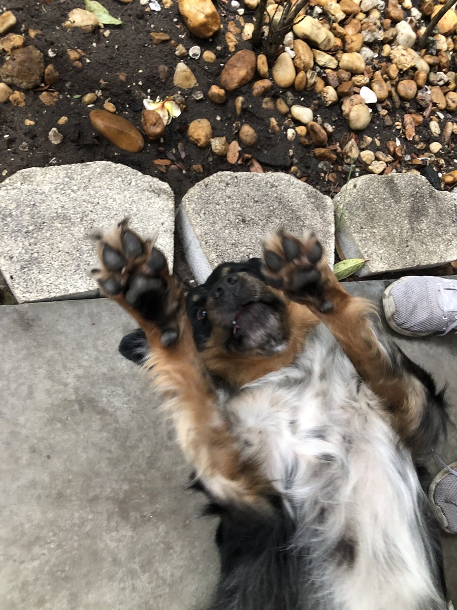 ColdPictures's tweet image. pup