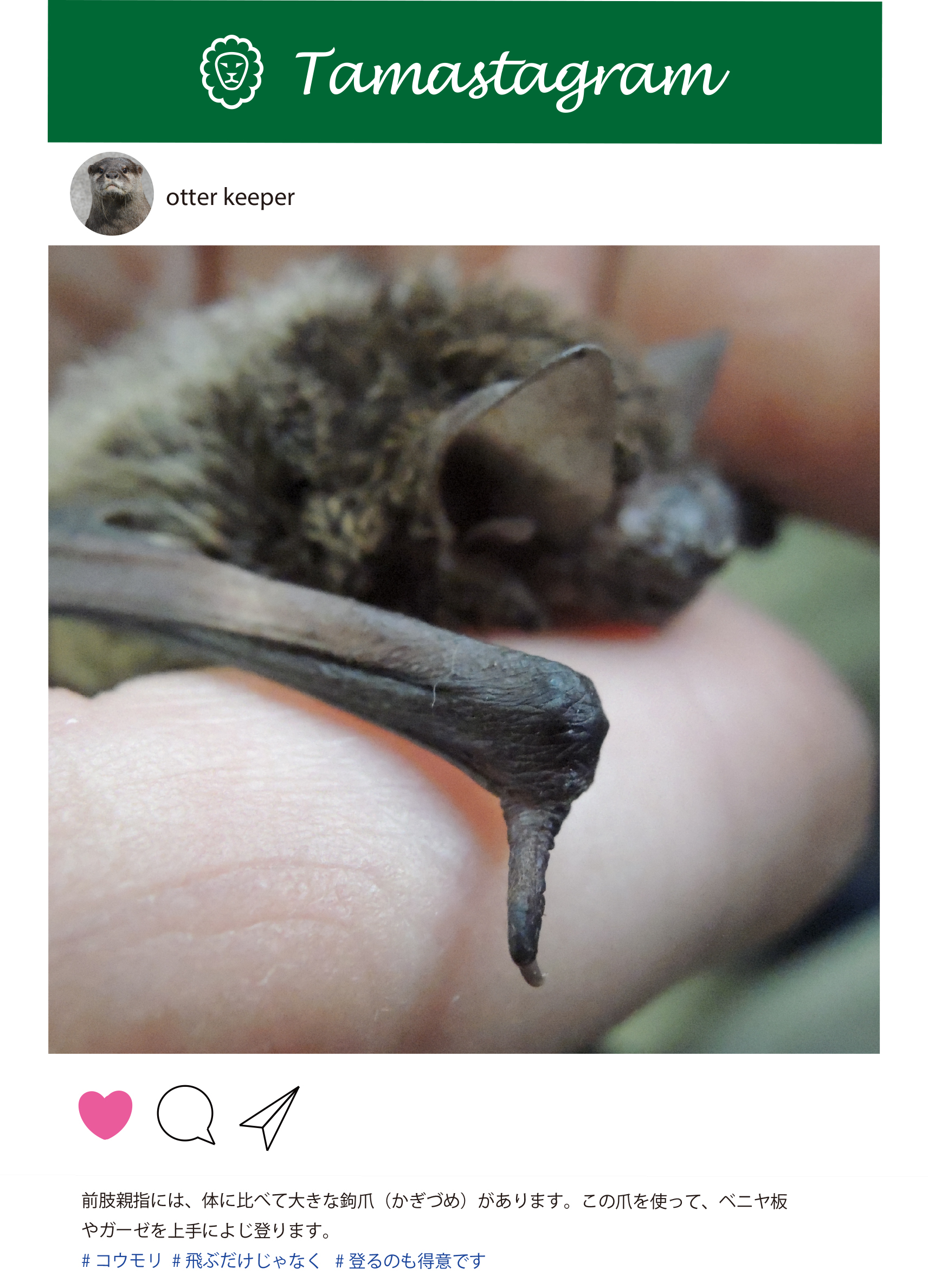 多摩動物公園 公式 前肢親指には 体に比べて大きな鈎爪 かぎづめ があります この爪を使って ベニヤ板やガーゼを上手によじ登ります 飼育の日 秘蔵の写真展 アブラコウモリ 東京都立動物園 水族園 T Co L5zaumanlp Twitter