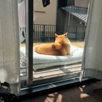 天気がいい日はベランダで日向ぼっこ・布団を出した瞬間にわんちゃんが・・・。