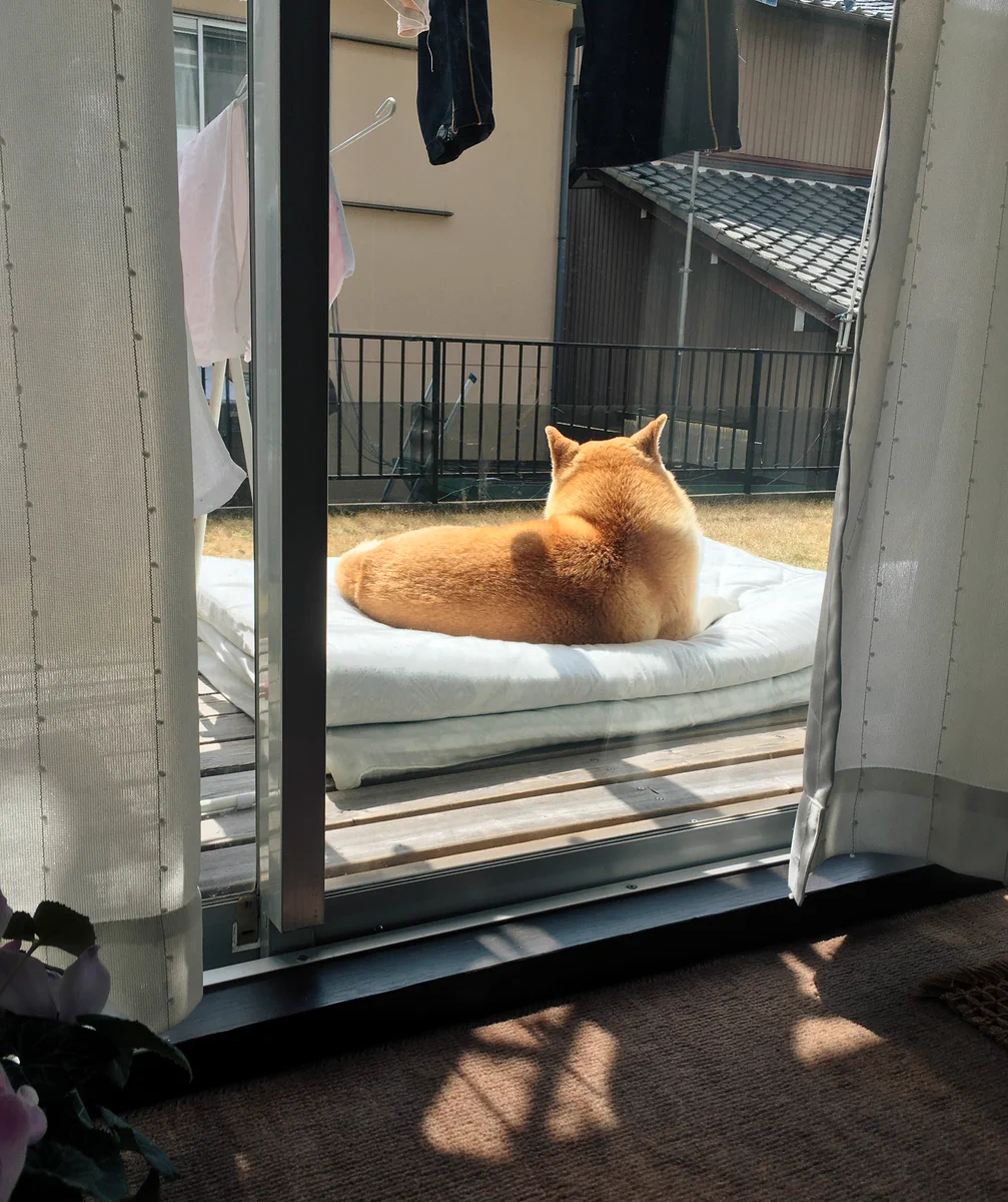 天気がいい日はベランダで日向ぼっこ・布団を出した瞬間にわんちゃんが・・・。
