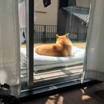 天気がいい日はベランダで日向ぼっこ・布団を出した瞬間にわんちゃんが・・・。