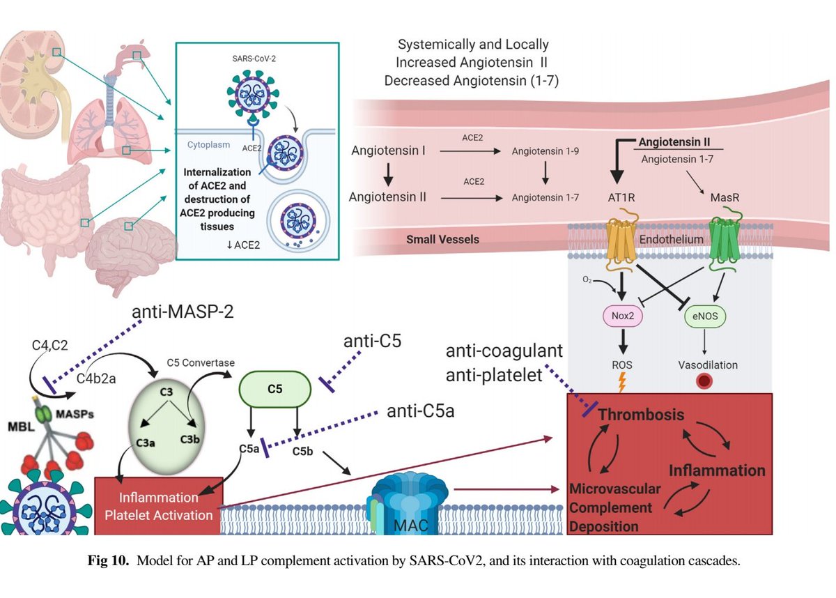 SARS CoV2 → ACE-2 receptor → numerous cell types invaded, including vascular endothelium → complement activation / immune activation→ endothelial damage → predominantly prothrombotic phenotype
