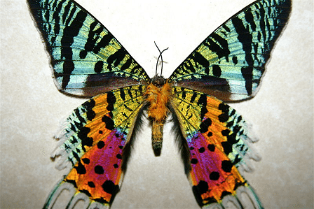 SamiWright11's tweet photo. I always thought of moths as ugly butterflies until I saw the Sunset Moth. This moth looks very colorful, but this color is actually an illusion caused by clear scales that cover the wings, acting similar to prisms by scattering light. #BucknellOrganismalBiology @DrHaussmann https://t.co/siI1bD31Kz