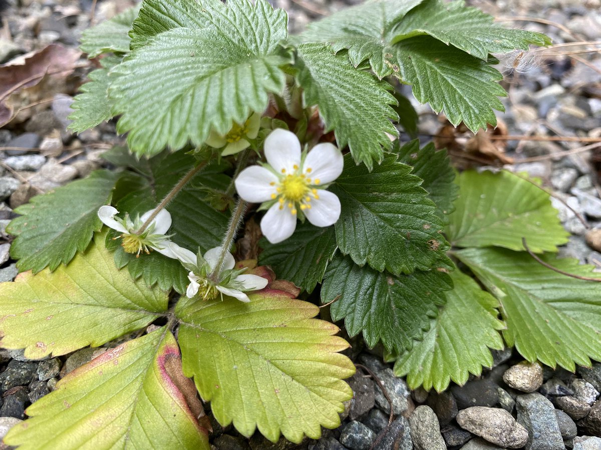 ワイルドストロベリー 花が咲かない