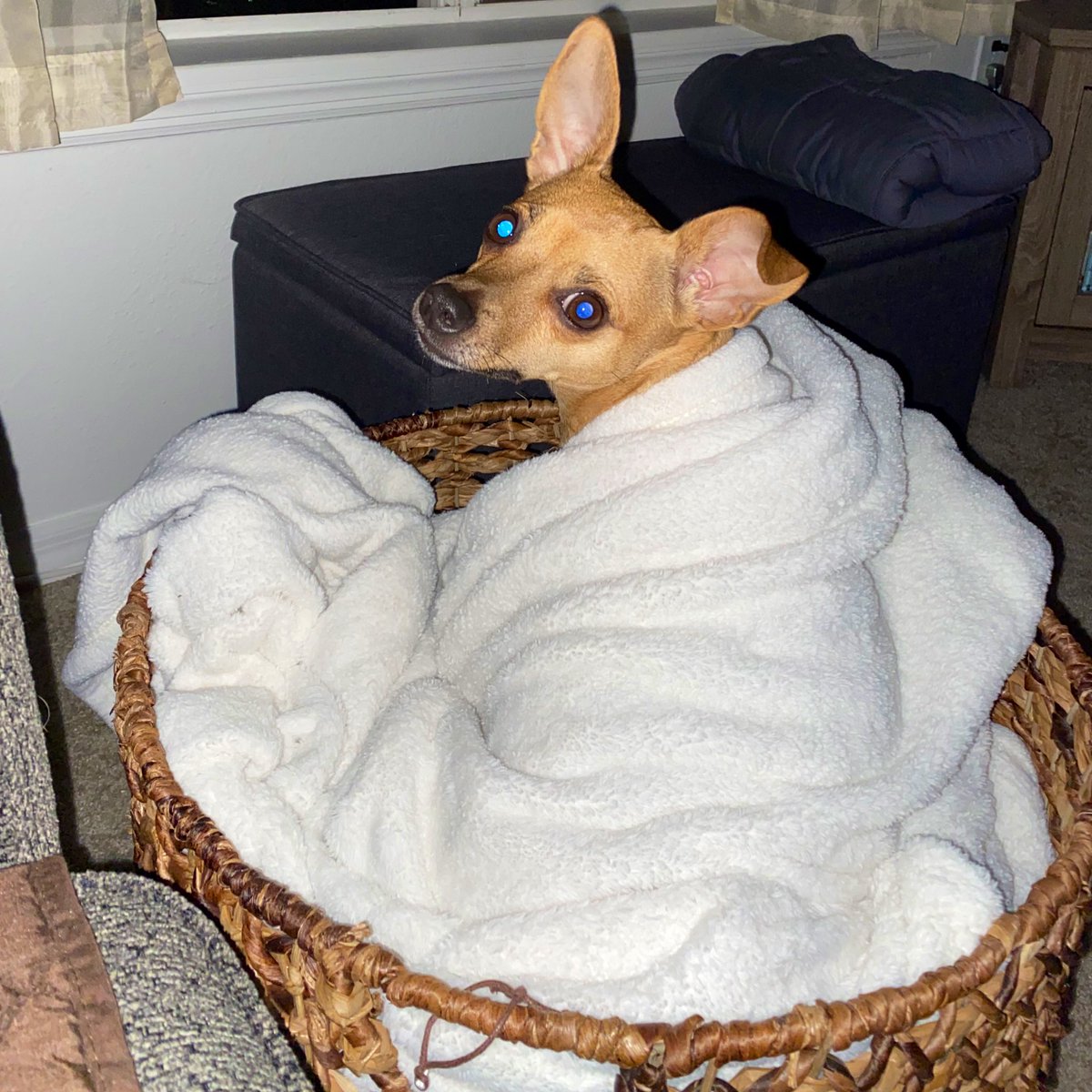 HeatherMonahan_'s tweet photo. #ChanceThePupper has decided my basket that I keep all my blankets in is his new bed. https://t.co/dji30QBLOY