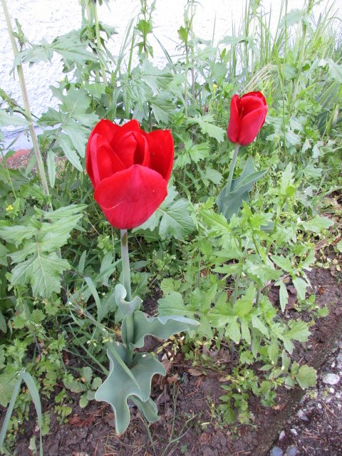 Hey #RuthKing! Check out the tulips we planted! A little bit of sunshiny spring hope. 😀Thanks to all the students who helped plant the bulbs back in November! #PlantingaPromise #DutchLiberation #Canada #yyj #sd62 <a href="/bcaitc/">BC_AgInTheClassroom</a>