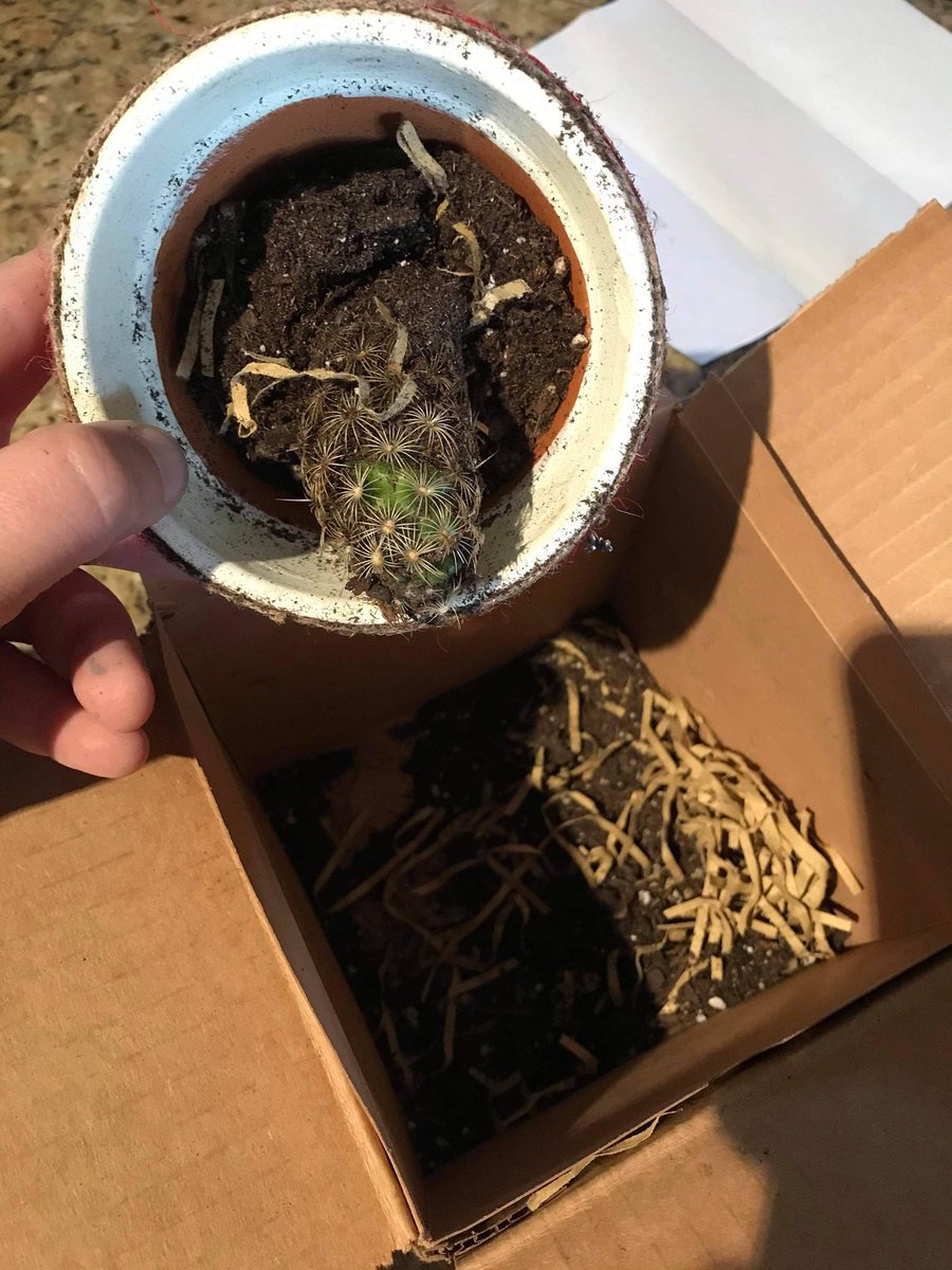 thejimsalter's tweet photo. @UPS I can't seem to get any traction from filing a claim, so I'll start asking questions here. Is this how you typically take care of boxes? These were marked Fragile, This End Up, and Live Plant Inside. Do your employees just not care, or are they illiterate? Please advise. https://t.co/jWWm2Fr4QW