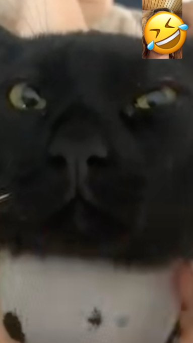 lmao when you on ft with your cat😂😂😂 #long distance mom . my son hates me so much for being a busy mom<a href="/tag/long"class="tags">#long</a>