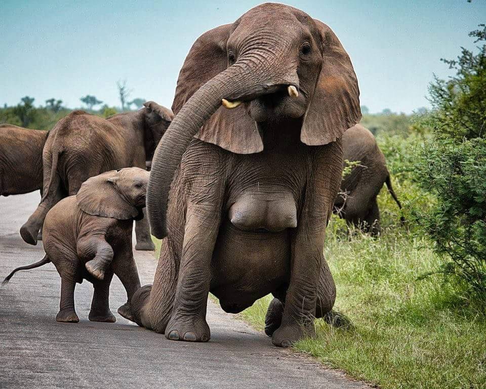 RezzuanRahim's tweet photo. @DianaCherish 30 tahun hidup, first time nampak elephant boobs https://t.co/TwFmBeyqMh
