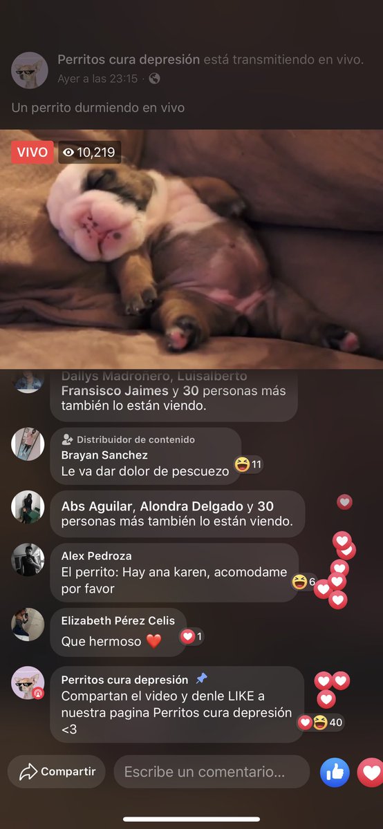 RodHerrada's tweet image. Así las cosas en la cuarentena. Más de 10mil personas viendo un perrito dormir en vivo 😂
