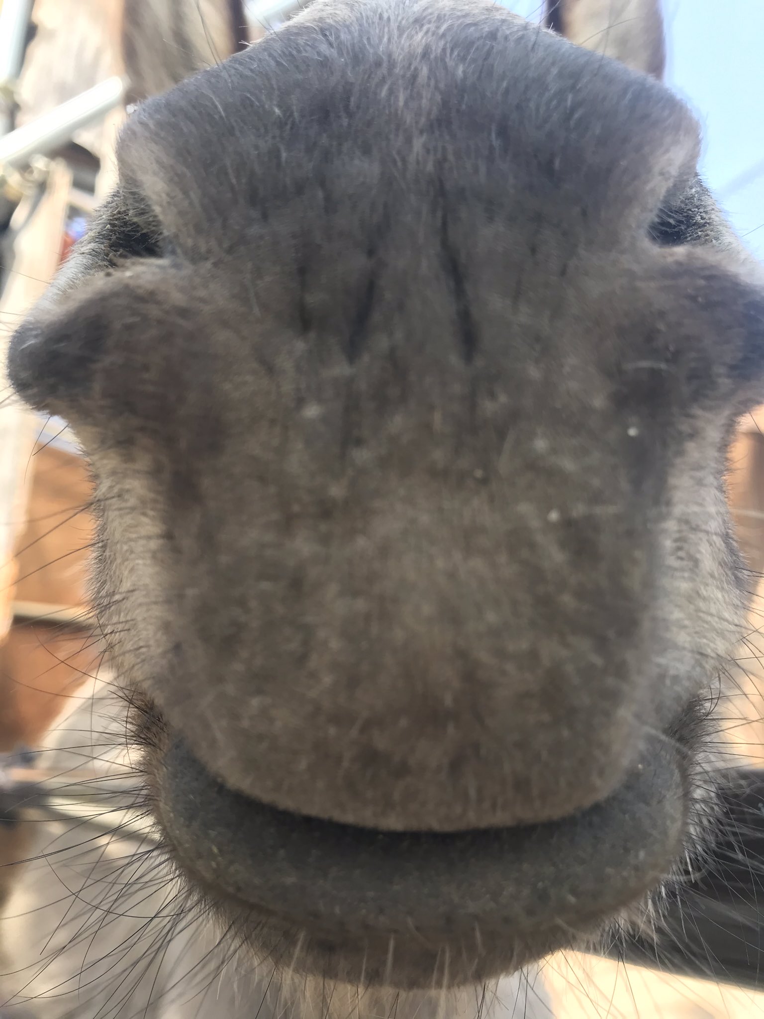 須坂市動物園 公式 動物クイズ 超ドアップなわたしはだーれだ T Co Gddb39iypy Twitter