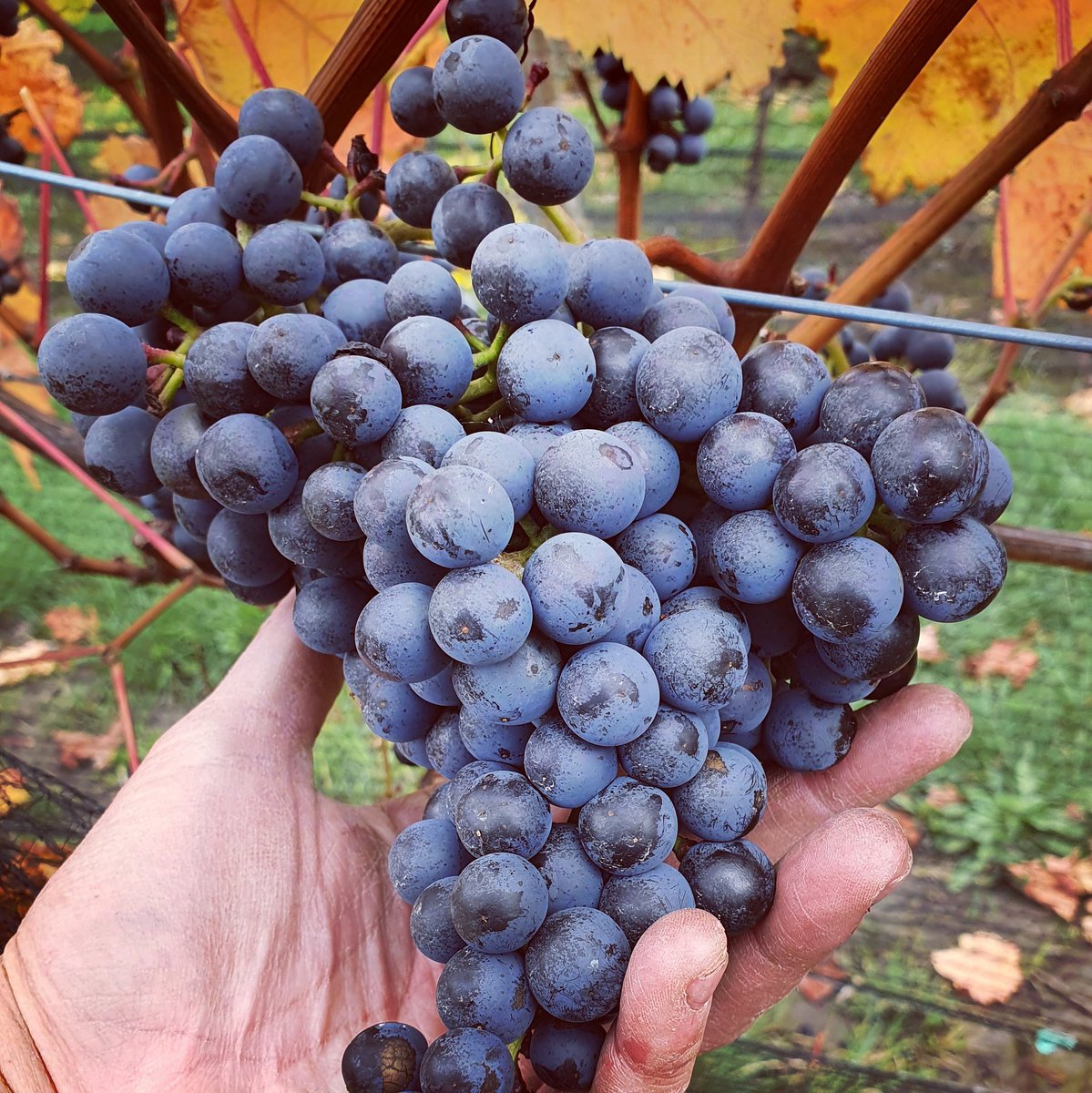 Last fruit of V20 picked today. Big bunches looking good 🍇
#dornfelder #blaufränkisch #tasvegas #coolclimatewines #winelovers #tamarvalleywine