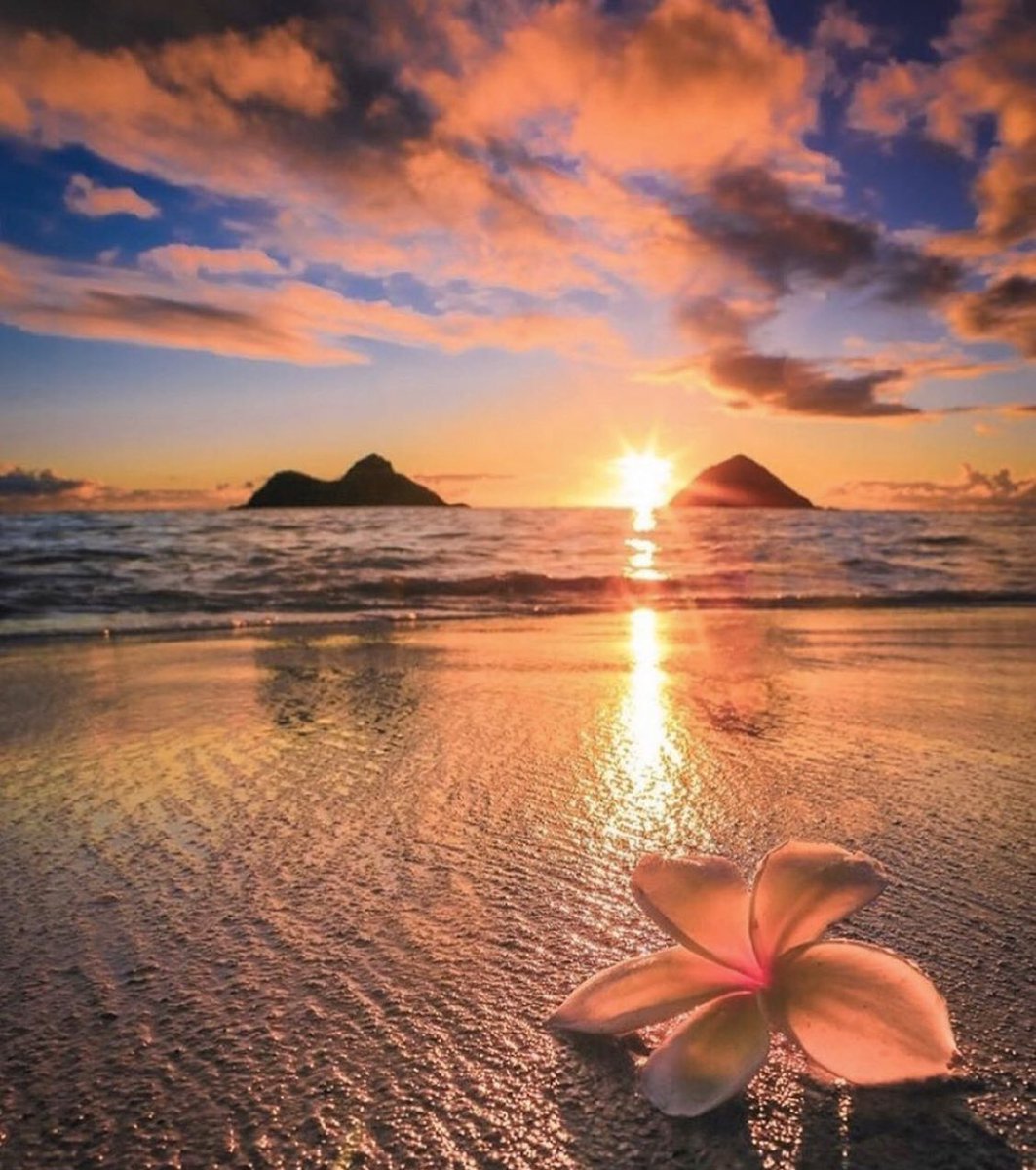 MissAnnaDavis's tweet photo. Could be worse then being under quarantine in Paradise 🦋🌴🌺🐚 https://t.co/Oc6yFPR8Ot