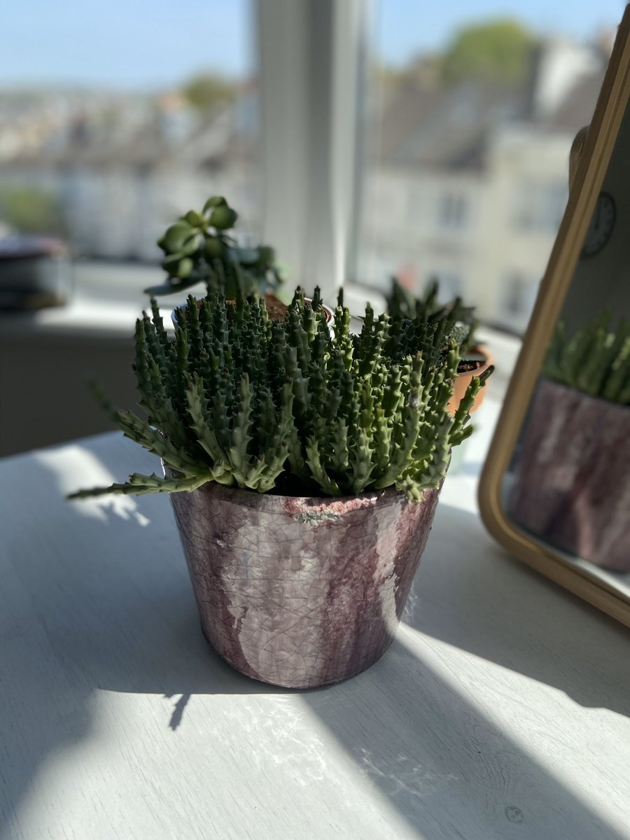 welcome to the stage my Stapelia, this lil spikey boi is one of my faves and when it flowers it’s gonna look so pretty