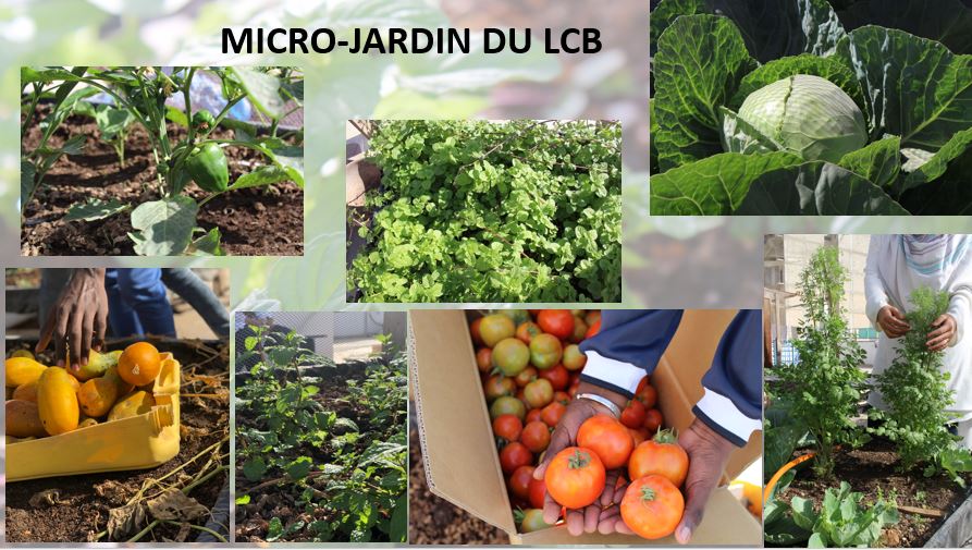 Le Collège Bilingue de Dakar tweet media