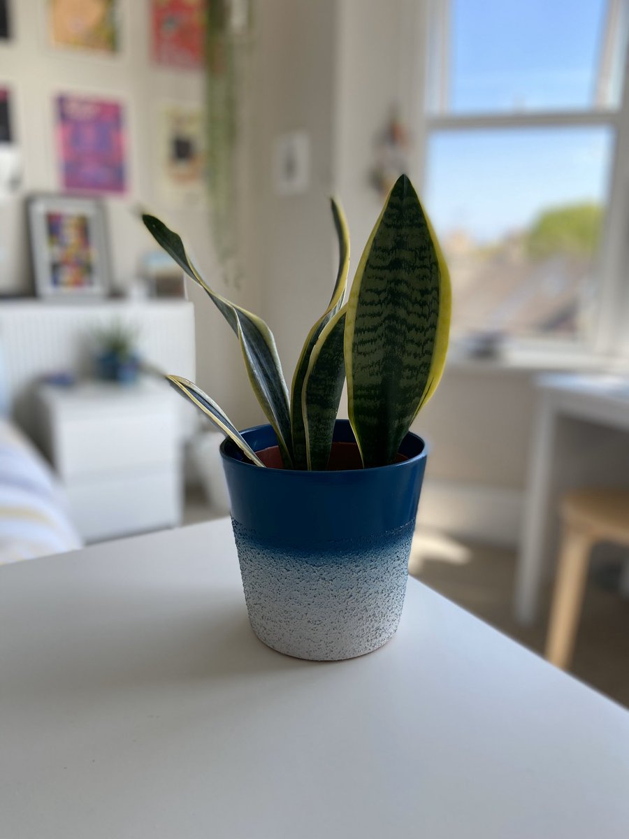 next up is the classic snake boi (Sansevieria). Everyone and their Nan has a snake plant but it doesn’t mean I love him any less. It started as two plants but I separated them and repotted the other one for my housemate, to spread the snake love