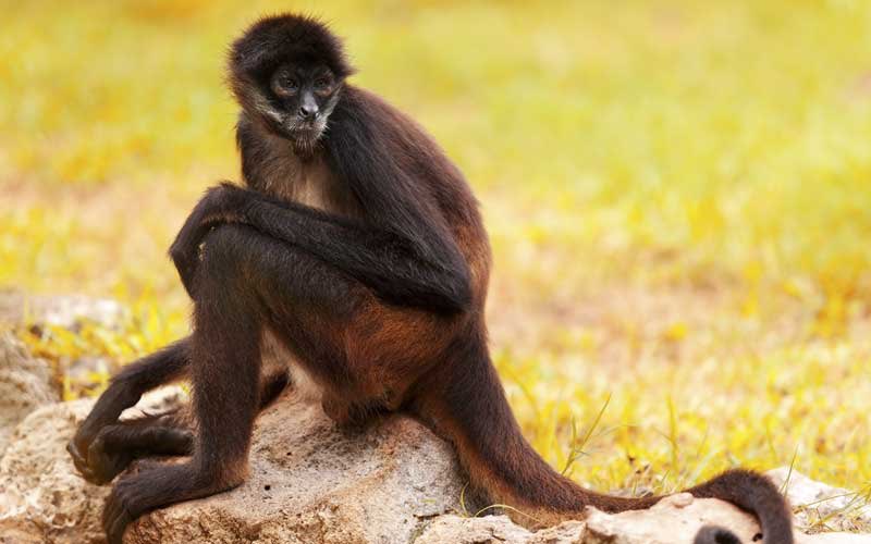 spider monkey: uhhh yeah honestly like a 3/10 the limbs are TOO long and i don’t like spiders so the name alone knocks it down a few points. seems pretty cool though