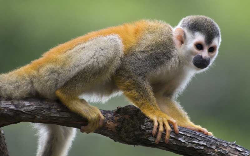 squirrel monkey: hell yeah very cute got such a lovely little face, gotta say this is a healthy 5/10. looks fun to be around