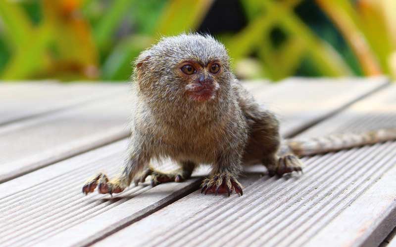 pygmy marmoset: HELL YEAH so cute absolutely ADORABLE. 8/10 i wanna kiss its little head